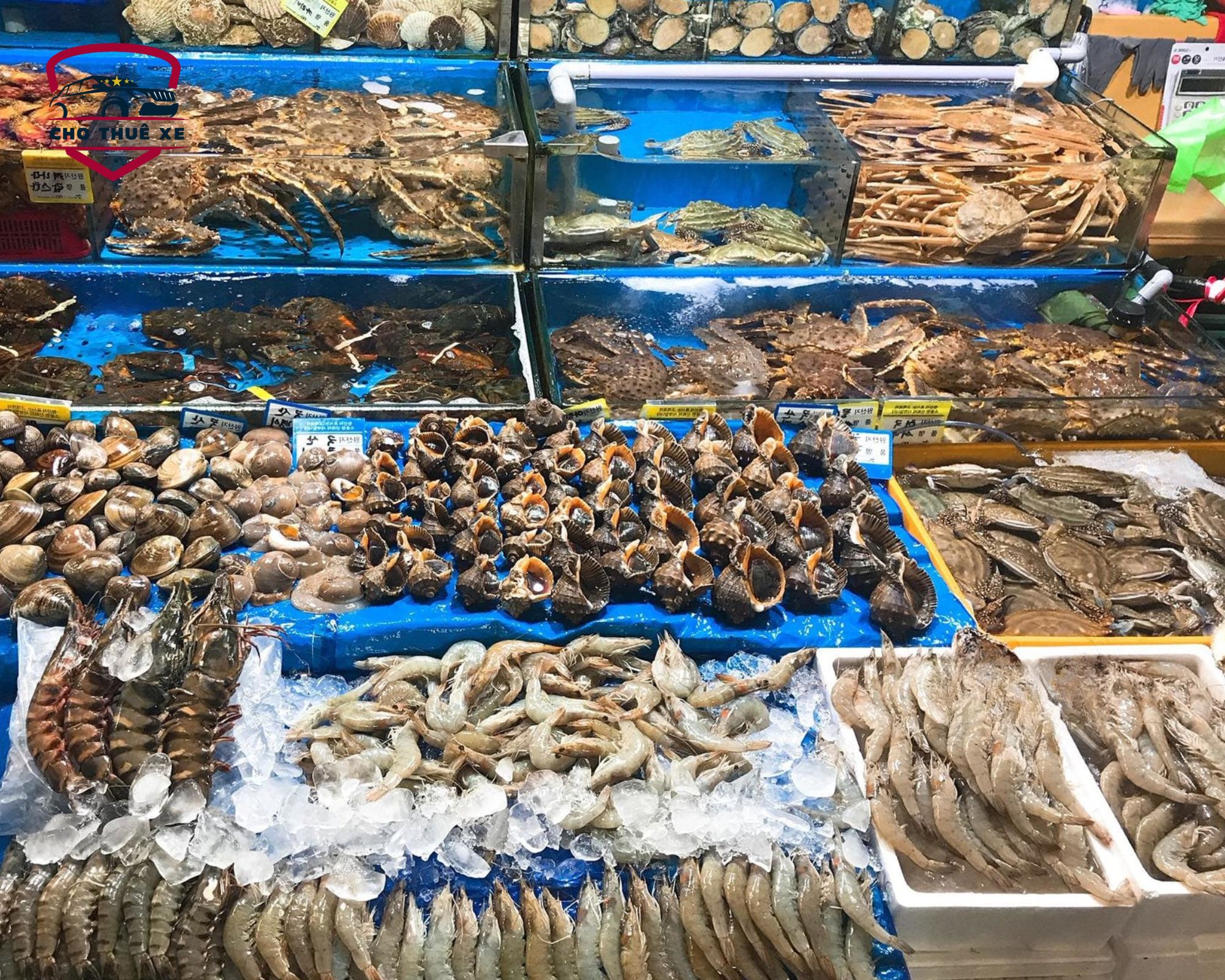 Khám phá sự phong phú của hải sản đánh bắt trực tiếp tại chợ Hồ Tràm
