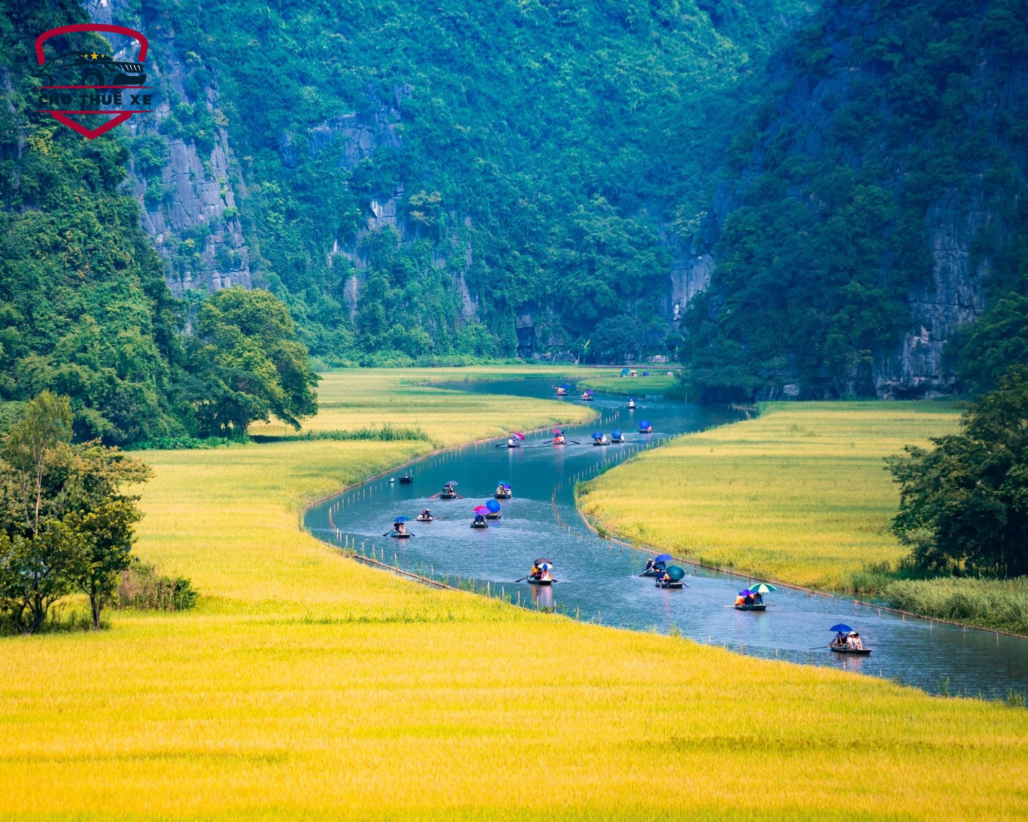 Thuyền trôi giữa cánh đồng lúa vàng óng ả ở Ninh Bình