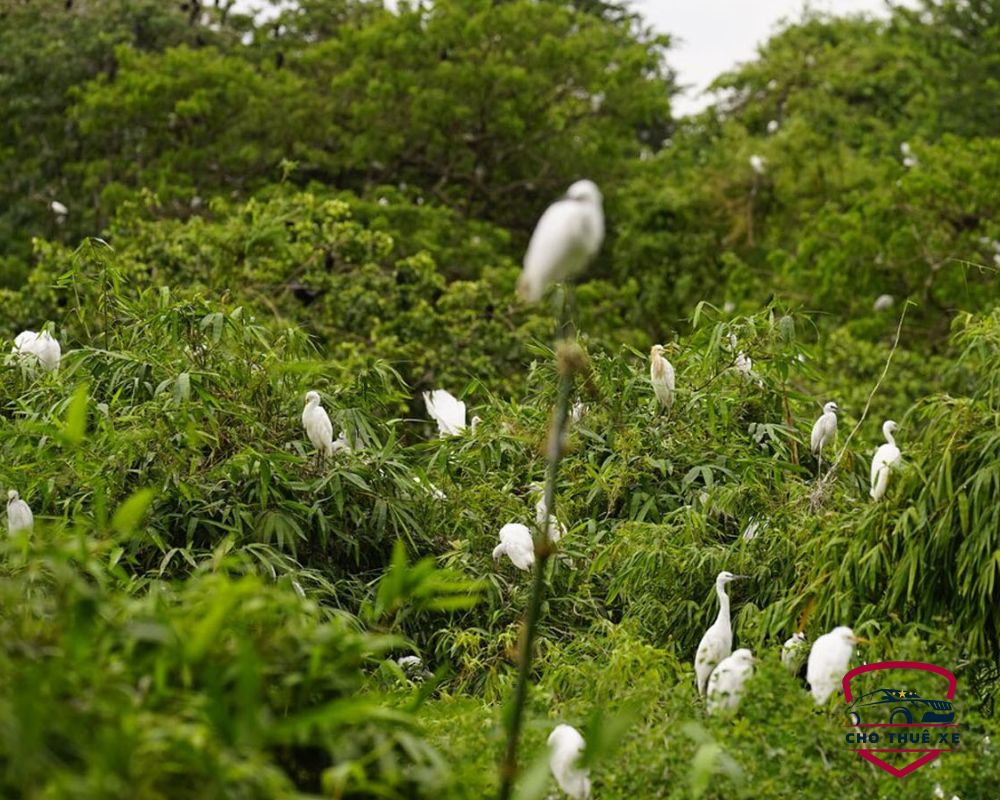 Vườn cò Tân Long