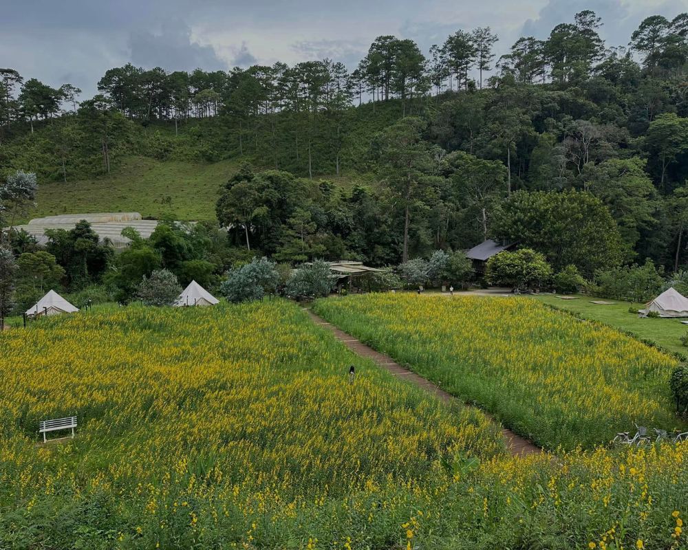 Cảnh rừng thông Đà Lạt