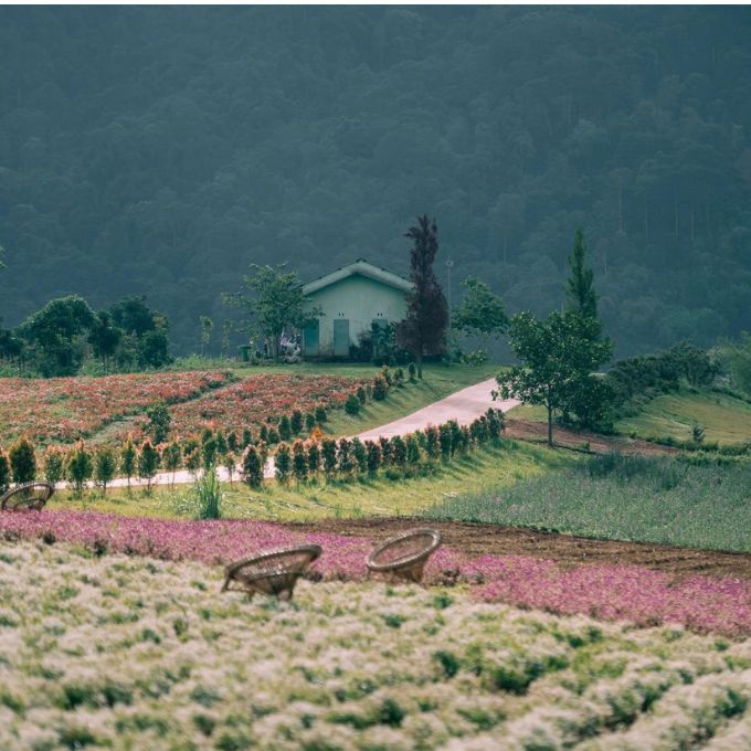 The Florest - Hoa Trong Rừng