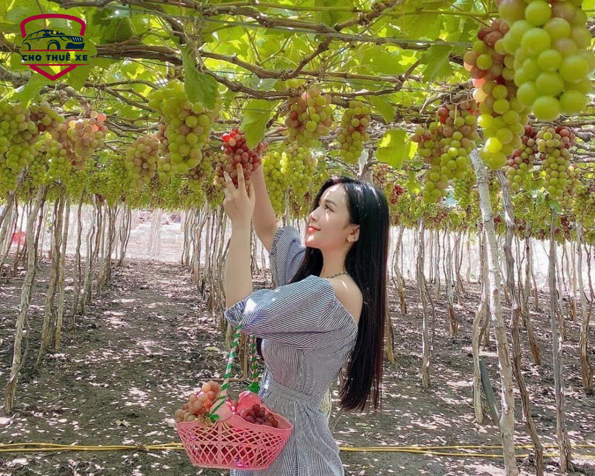 Khung cảnh yên bình tại vườn nho Bình Thuận, nơi du khách có thể tận tay hái những trái nho tươi ngon