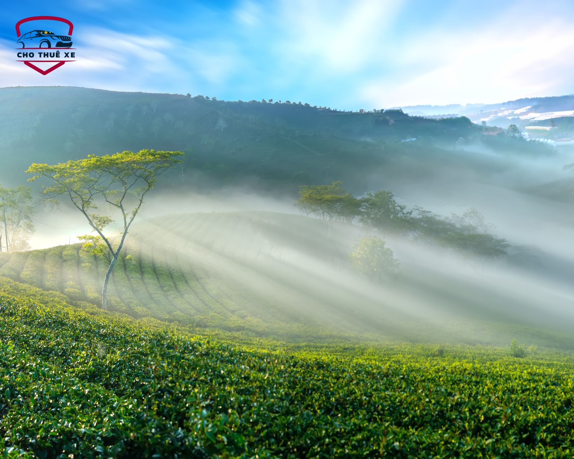 Cảnh đẹp đồi chè Đà Lạt buổi sáng với những tia nắng xuyên qua màn sương