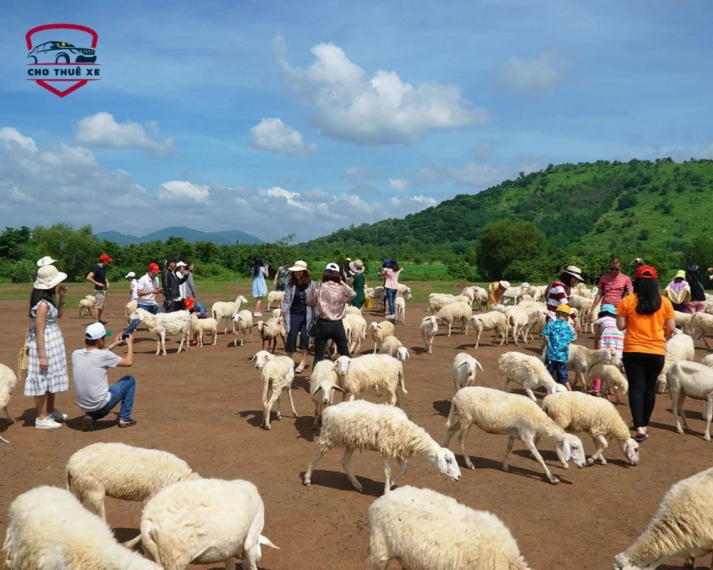 Đồi cừu suối nghệ