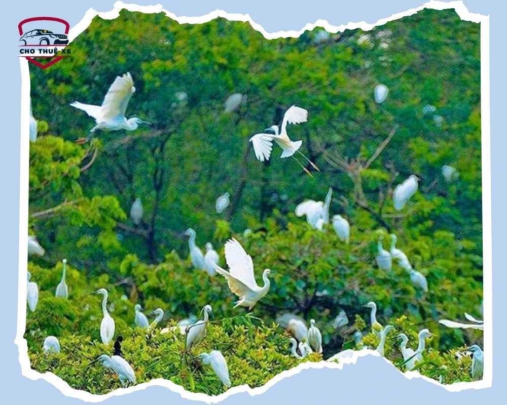 Vườn cò Tư Sự