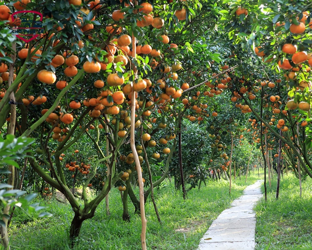 Vườn trái cây Cái Mơn