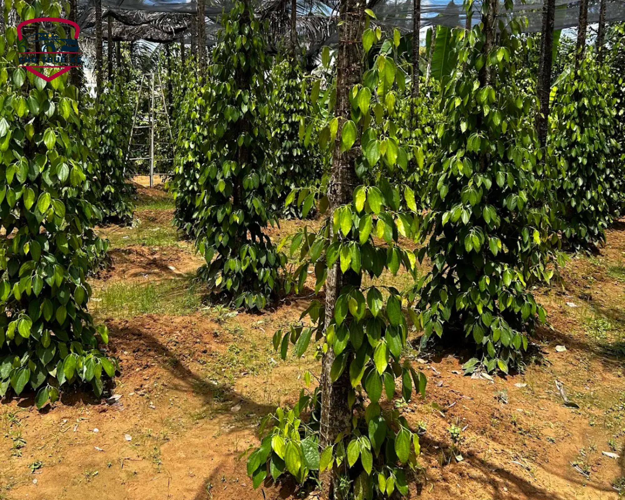 Vườn tiêu Phú Quốc