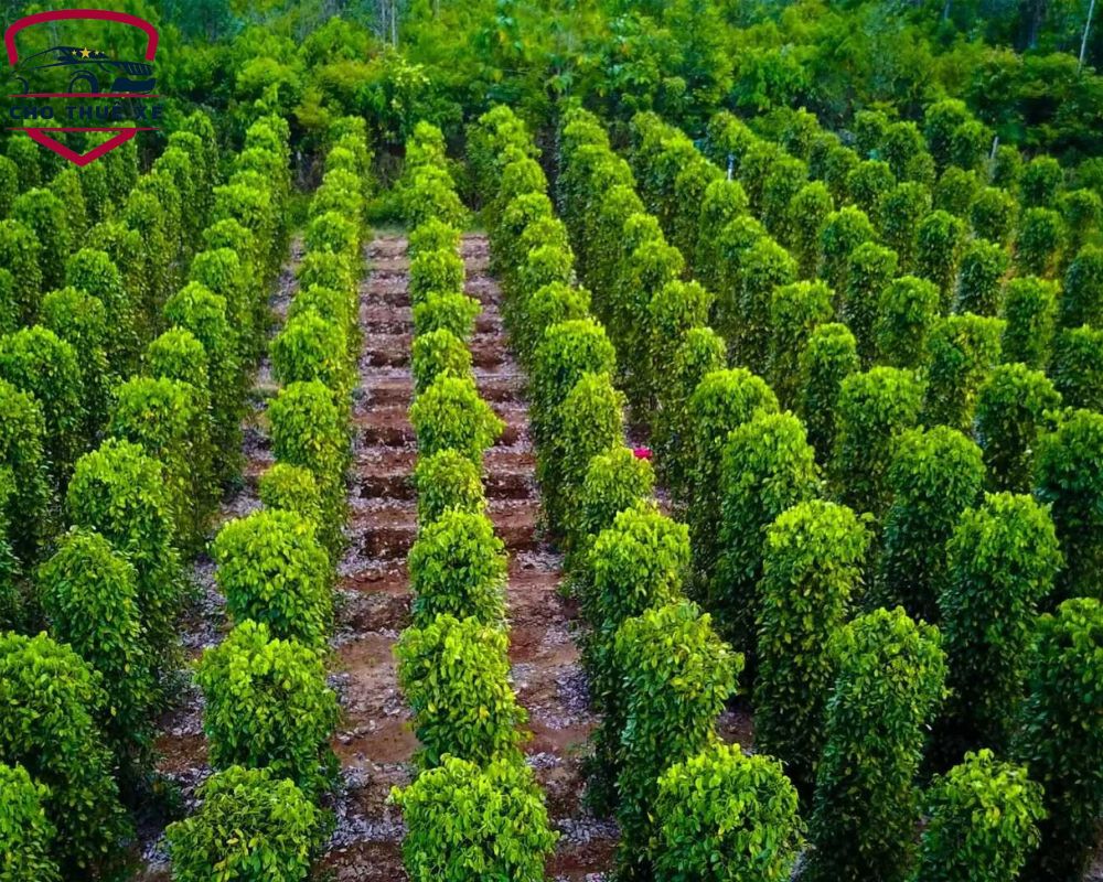 Vườn tiêu thẳng tắp, xanh mướt tại Phú Quốc