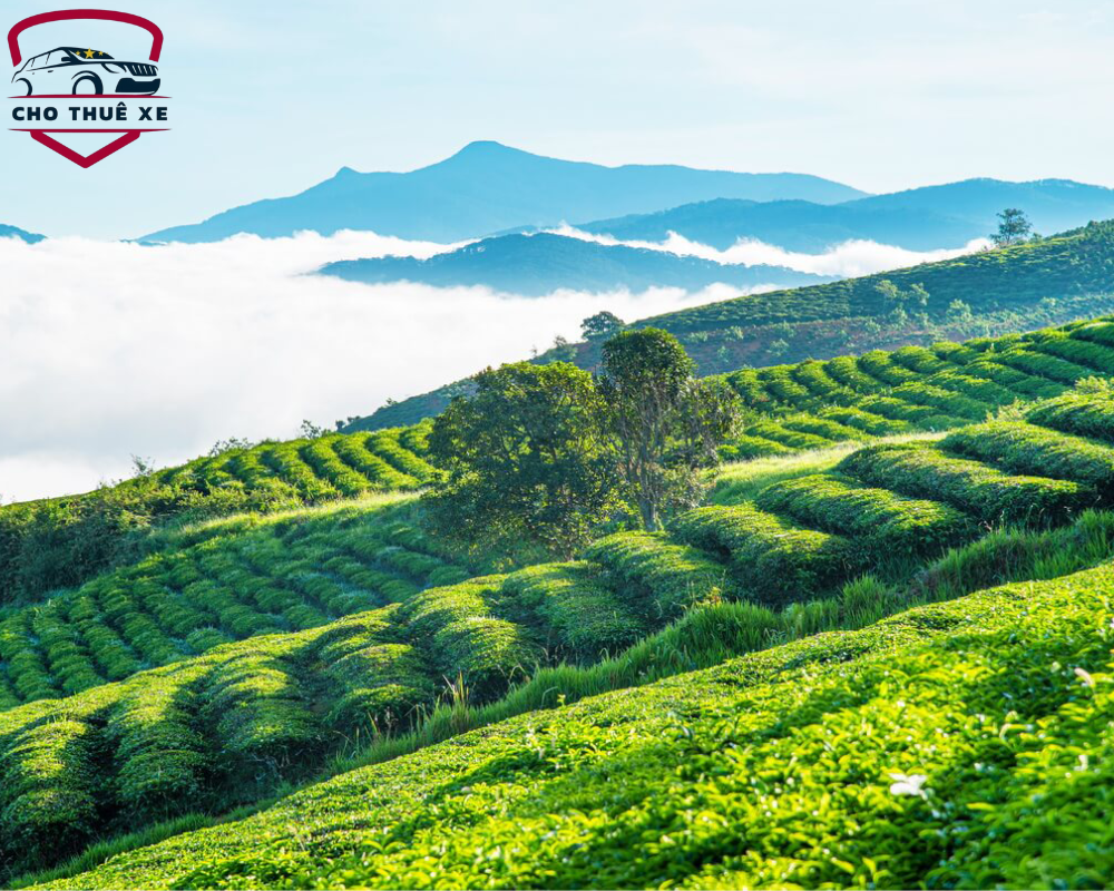 Đồi Chè Cầu Đất thơ mộng như bức tranh vẽ