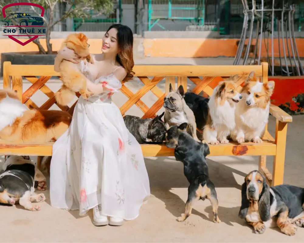 Dàn nhân viên 4 chân tại Puppy Farm - một trong những địa điểm đang hot ở Đà Lạt 2025
