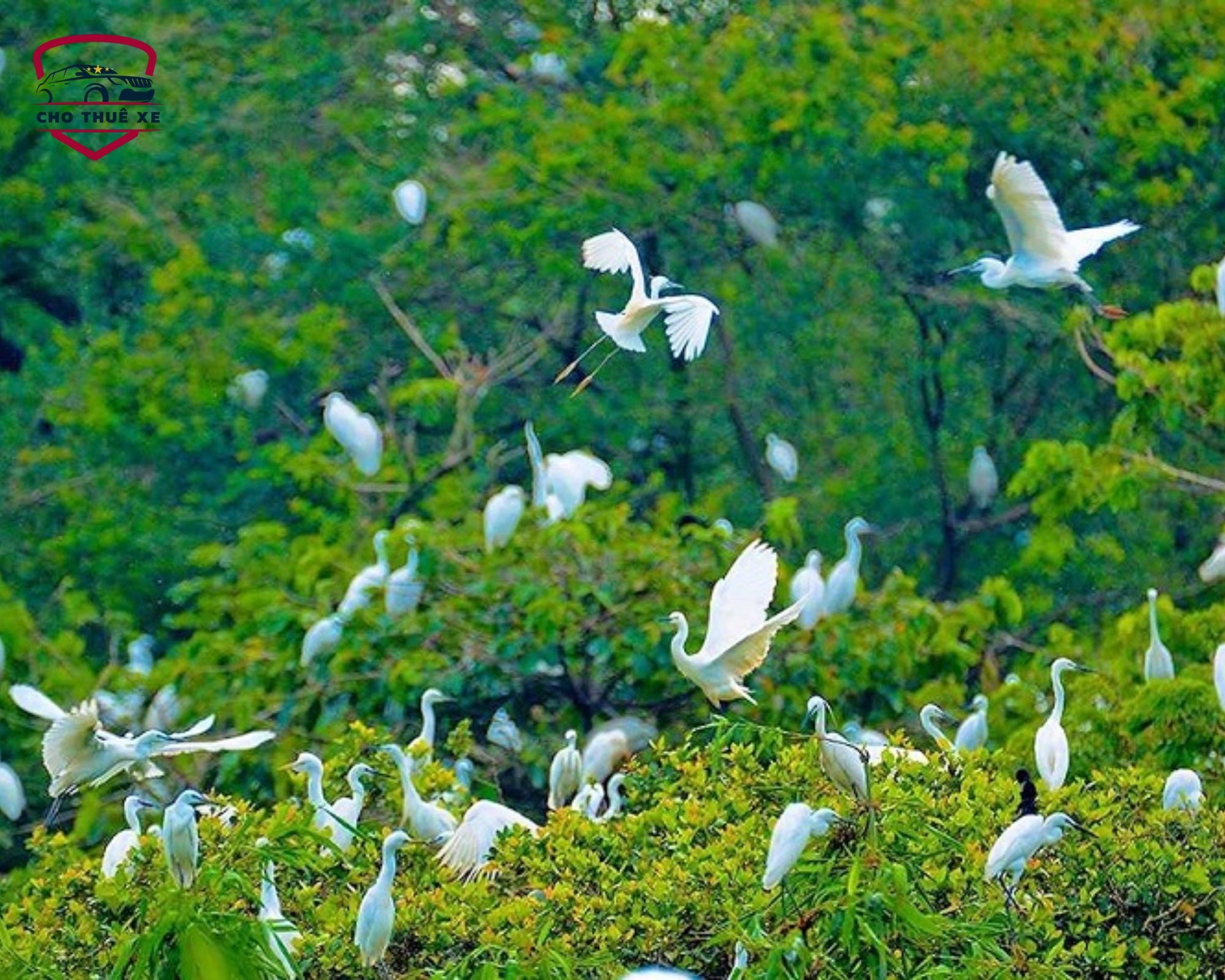 Vẻ đẹp thanh bình của đàn cò và thiên nhiên Miền Tây tại Vườn cò Bằng Lăng, là điểm tham quan sinh thái lý tưởng
