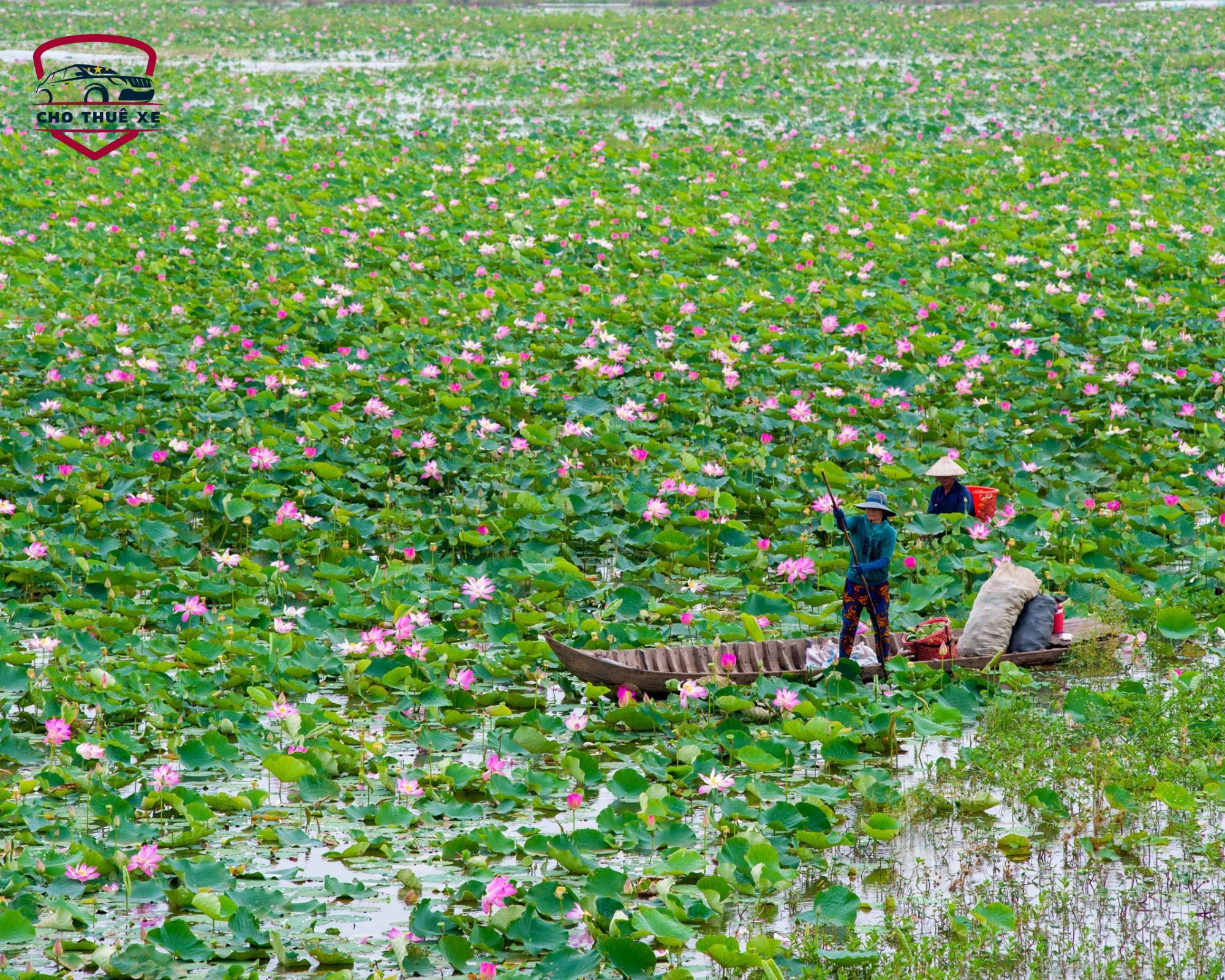 Cánh đồng sen Tháp Mười