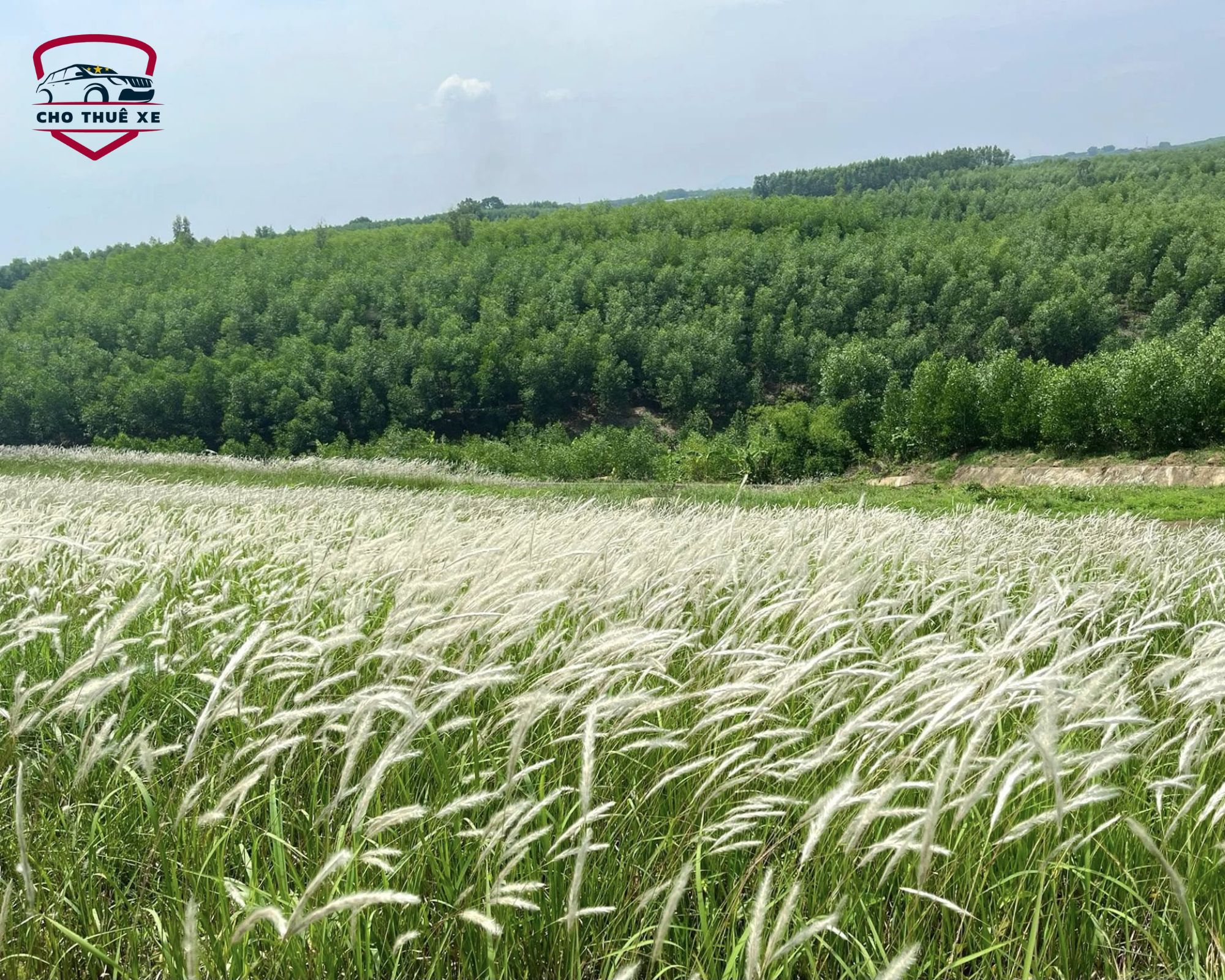 Đồi cỏ lau Ngãi Giao