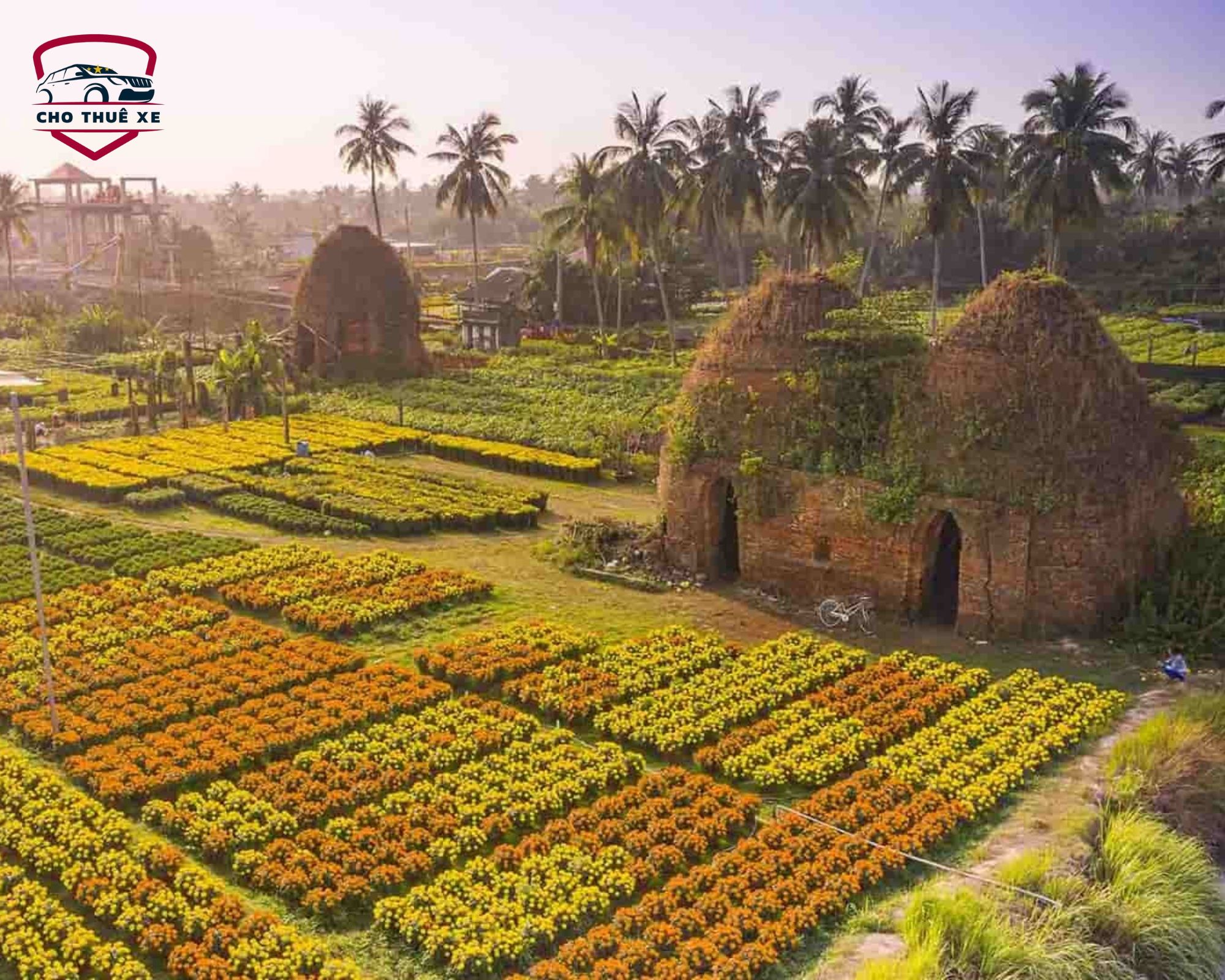 Vùng quê Đồng Tháp yên bình với cánh đồng cúc vạn thọ cam vàng rực rỡ và những lò gạch cũ kỹ rêu phong
