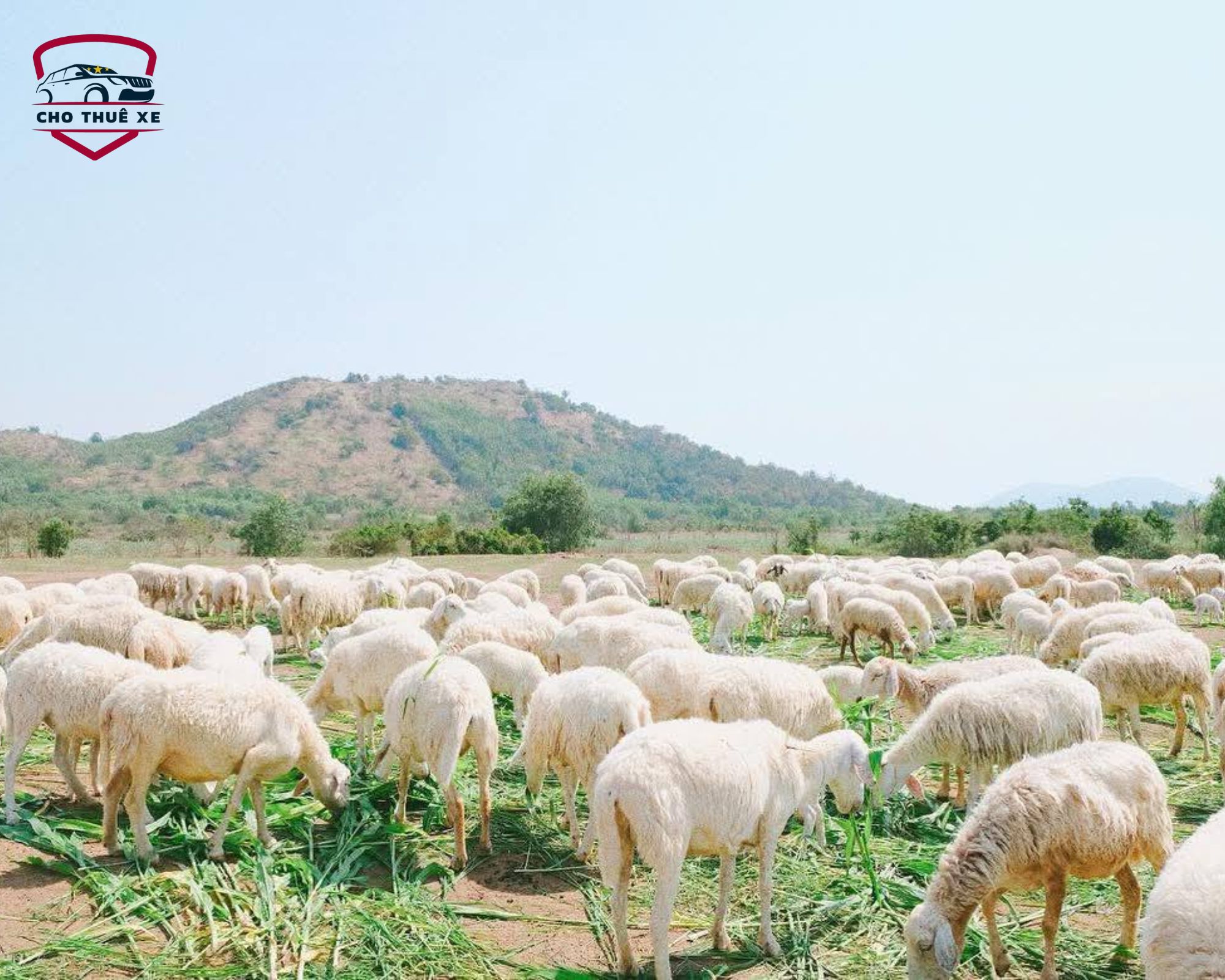 Tận hưởng không gian thiên nhiên yên bình và tạo nên những bức ảnh lý tưởng tại Đồng Cừu Suối Nghệ