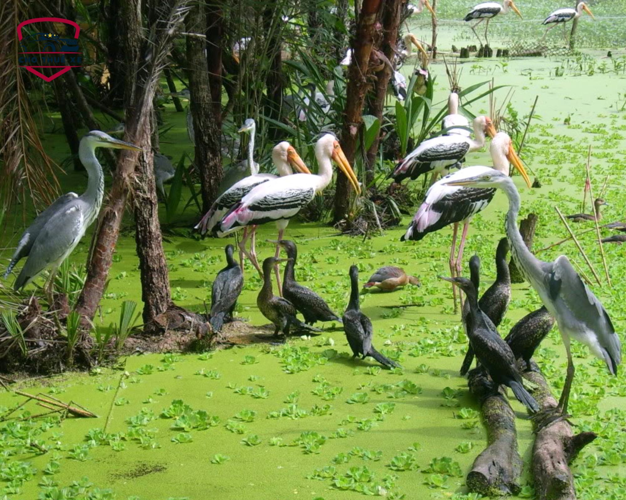 Vườn chim Bạc Liêu