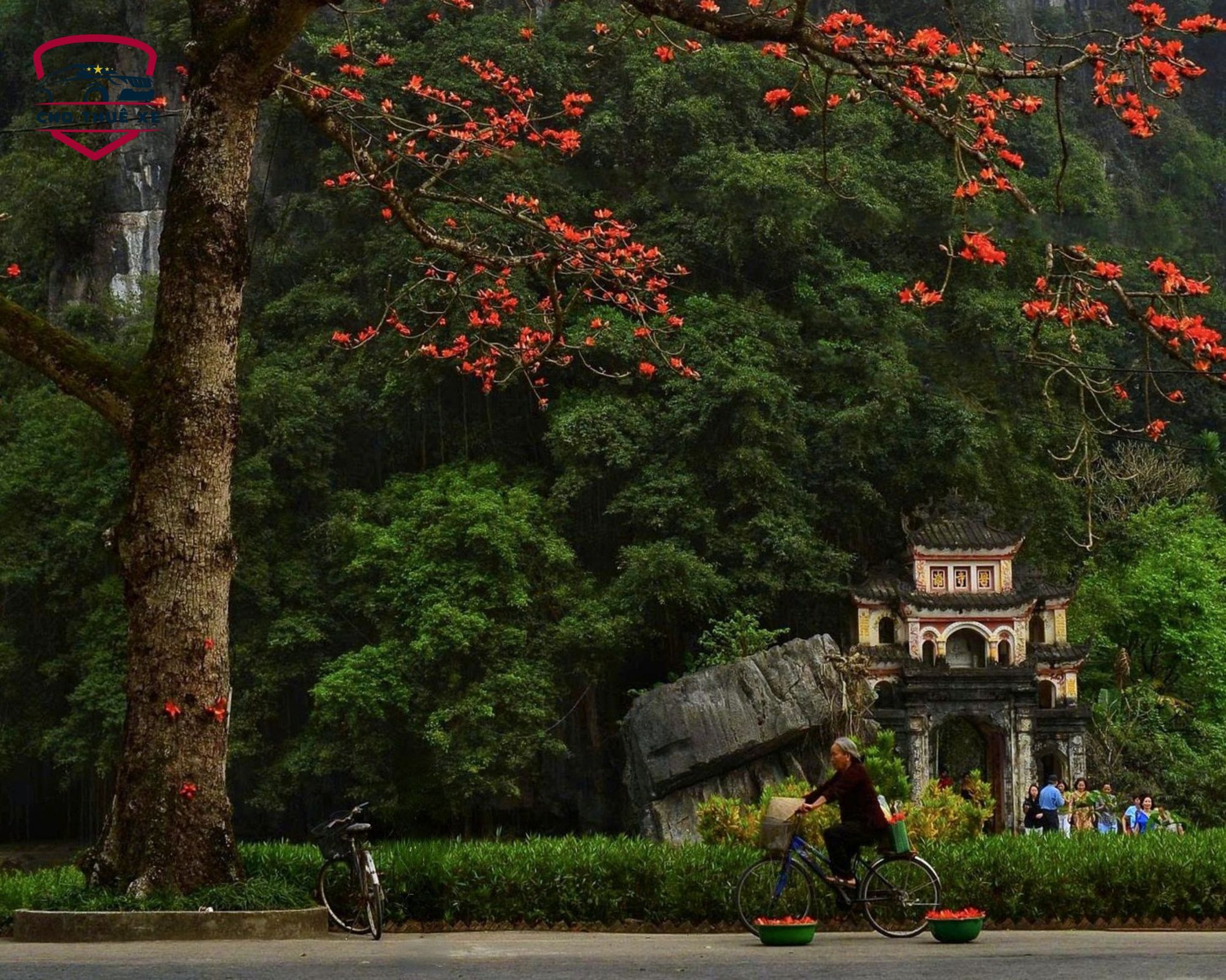 Cổng chùa Bích Động cổ kính bên gốc cây cổ thụ nở hoa đỏ rực tại Ninh Bình