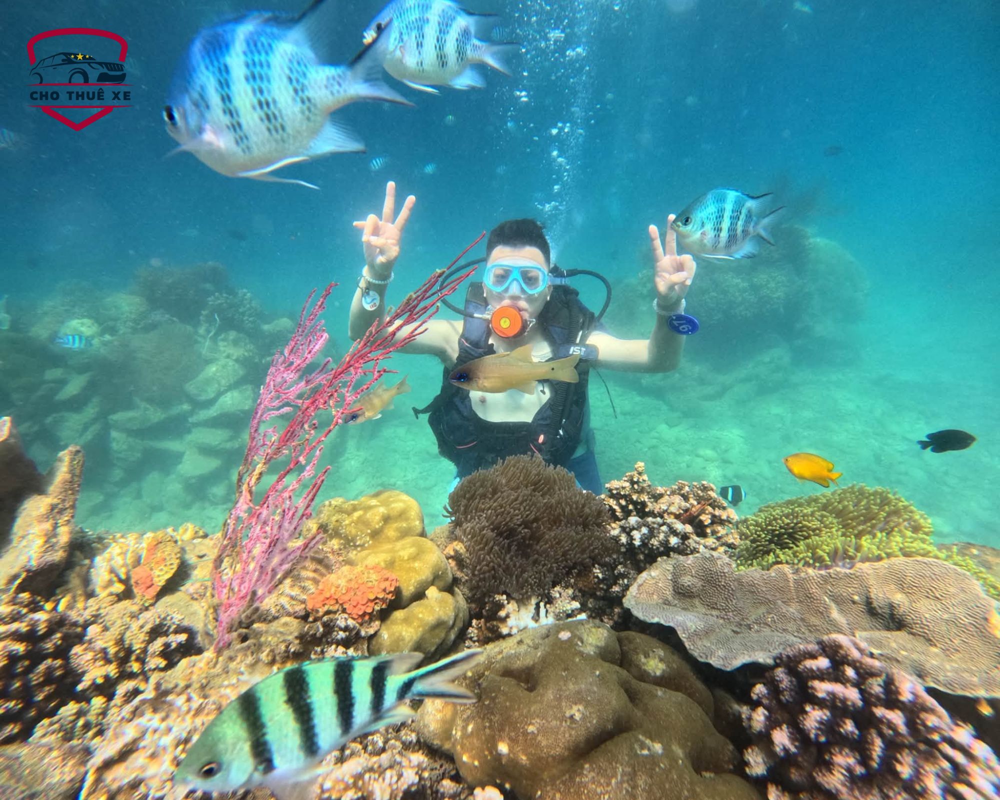 Dịch vụ lặn ngắm san hô tại Hòn Tằm thường được bao gồm trong tour ghép