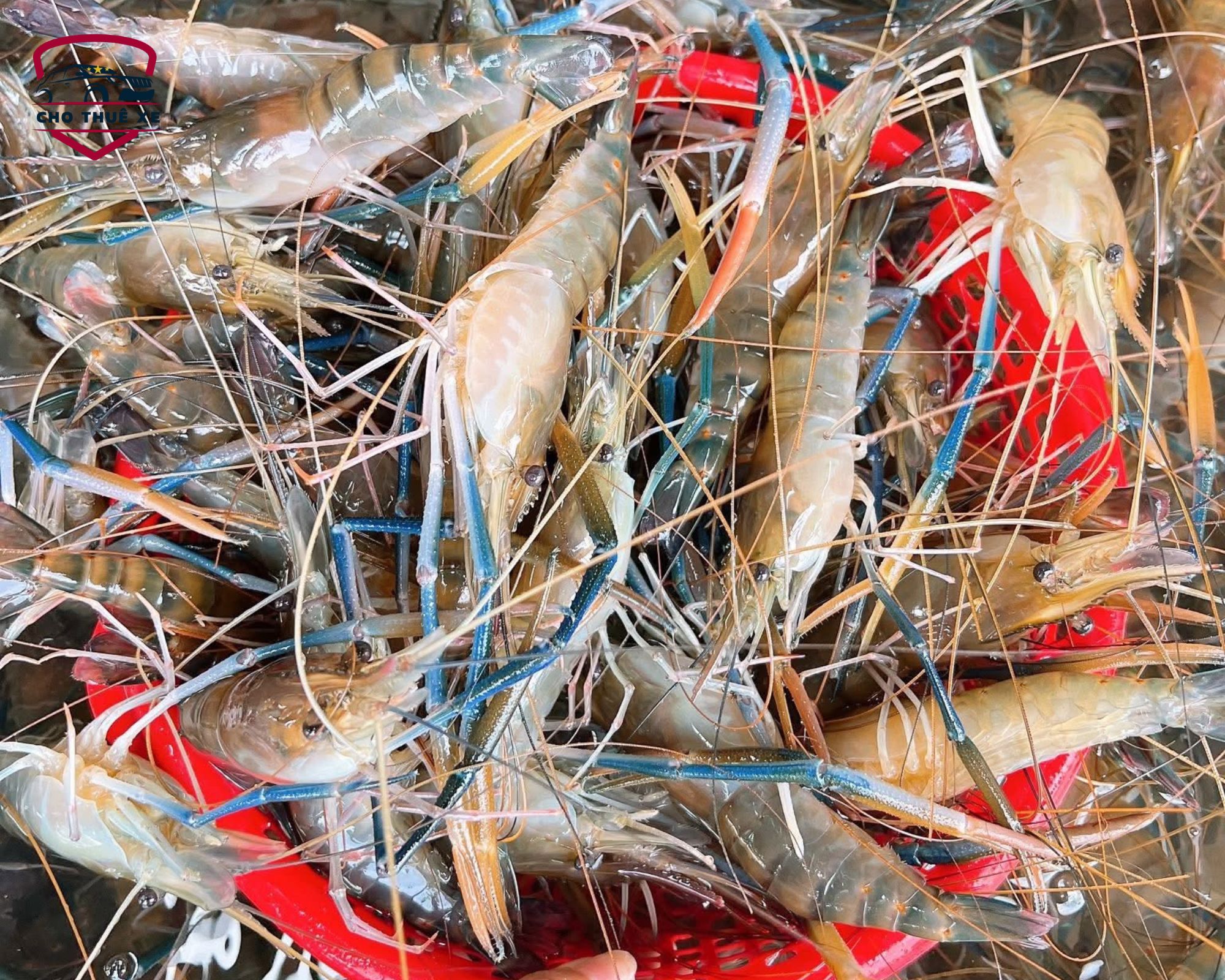 Tôm sú tươi roi rói nhiều màu sắc xếp kín nơi chợ hải sản Nha Trang, nguyên liệu hấp dẫn cho thực khách
